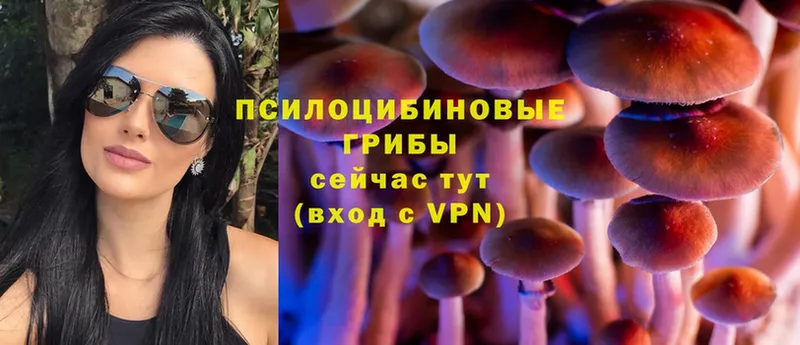 Галлюциногенные грибы Psilocybe  где продают наркотики  сайты даркнета официальный сайт  Ардон 